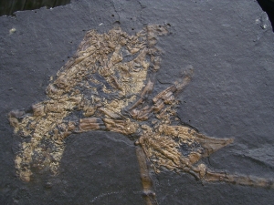 Vogel Skelett, Grube Messel