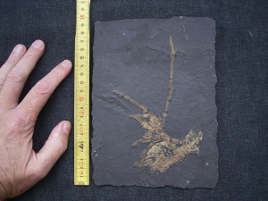 Vogel Skelett, Grube Messel