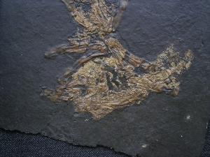 Vogel Skelett, Grube Messel