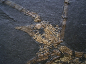 Vogel Skelett, Grube Messel