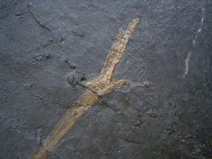 Vogel Skelett, Grube Messel