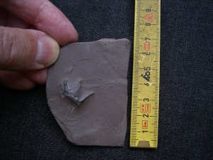 Handbdruck Batrachichnus salamadroides