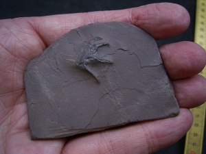 Handbdruck Batrachichnus salamadroides