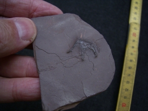 Handbdruck Batrachichnus salamadroides