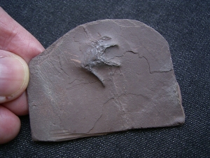 Handbdruck Batrachichnus salamadroides