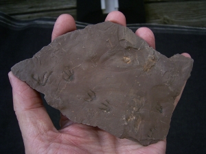 Faehrtenplatte Planipes brachydactylus