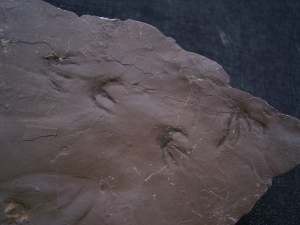 Faehrtenplatte Planipes brachydactylus