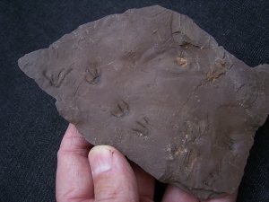 Faehrtenplatte Planipes brachydactylus