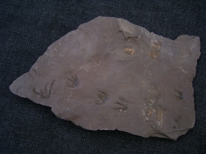Faehrtenplatte Planipes brachydactylus