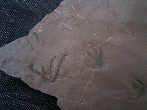Faehrtenplatte Planipes brachydactylus