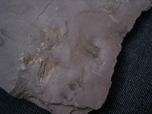 Faehrtenplatte Planipes brachydactylus