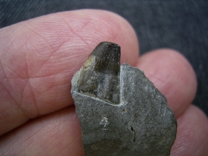 Mixosaurus Zahn