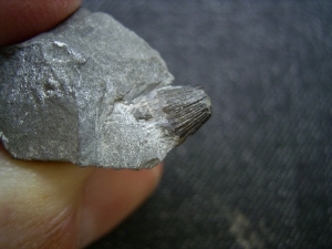 Mixosaurus Zahn