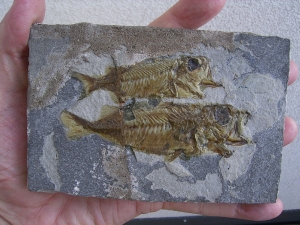 Doppelfisch Berybolcensis