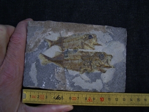 Doppelfisch Berybolcensis