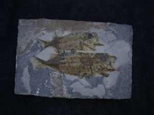 Doppelfisch Berybolcensis