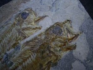 Doppelfisch Berybolcensis