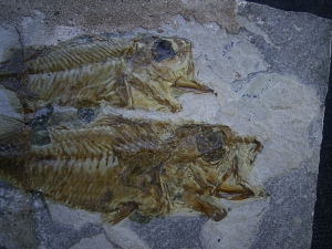 Doppelfisch Berybolcensis