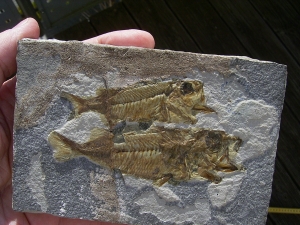 Doppelfisch Berybolcensis