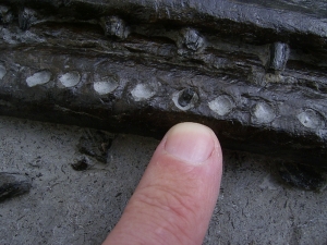 Steneosaurus Kiefer