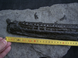 Steneosaurus Kiefer