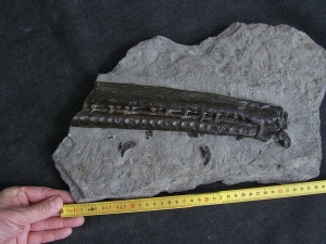 Steneosaurus Kiefer