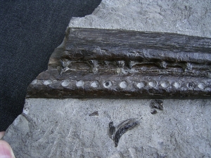 Steneosaurus Kiefer