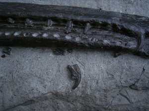 Steneosaurus Kiefer