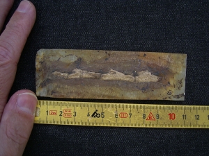 Krokodil Schwanz Messel