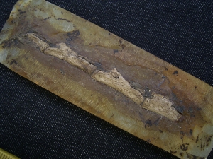 Krokodil Schwanz Messel