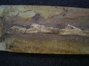 Krokodil Schwanz Messel