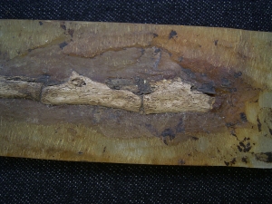 Krokodil Schwanz Messel