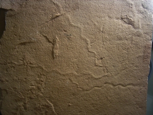 Wurm Spurenfossilien aus dem Karbon