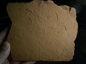 Wurm Spurenfossilien aus dem Karbon