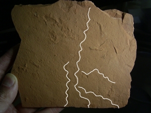 Wurm Spurenfossilien aus dem Karbon