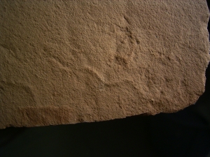 Wurm Spurenfossilien aus dem Karbon