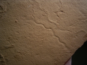 Wurm Spurenfossilien aus dem Karbon