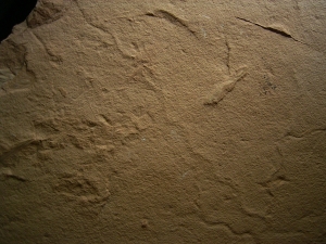 Wurm Spurenfossilien aus dem Karbon