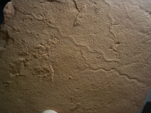 Wurm Spurenfossilien aus dem Karbon