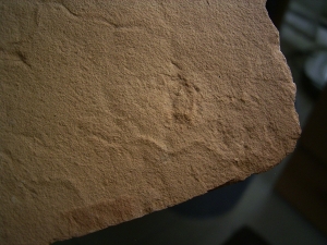 Wurm Spurenfossilien aus dem Karbon