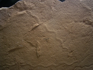 Wurm Spurenfossilien aus dem Karbon