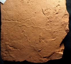 Wurm Spurenfossilien aus dem Karbon