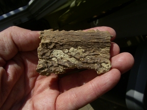 Mastodonsaurus Kieferteil mit Zaehnen