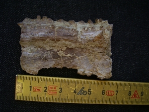 Mastodonsaurus Kieferteil mit Zaehnen