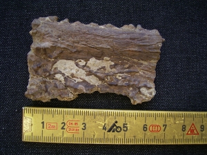 Mastodonsaurus Kieferteil mit Zaehnen