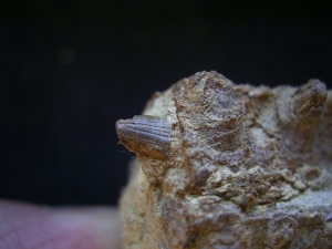 Mastodonsaurus Kieferteil mit Zaehnen