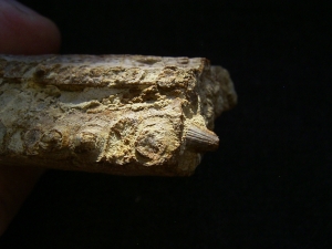 Mastodonsaurus Kieferteil mit Zaehnen