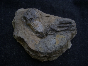 Mastodonsaurus Zahn und Schaedelteil