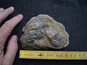 Mastodonsaurus Zahn und Schaedelteil