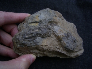 Mastodonsaurus Zahn und Schaedelteil